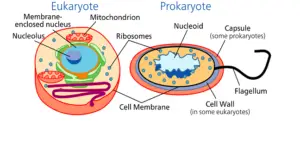 CELL – THE BUILDING BLOCKS OF LIFE