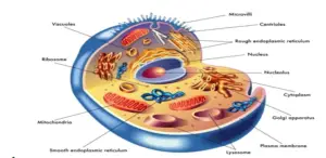 CELL – THE BUILDING BLOCKS OF LIFE