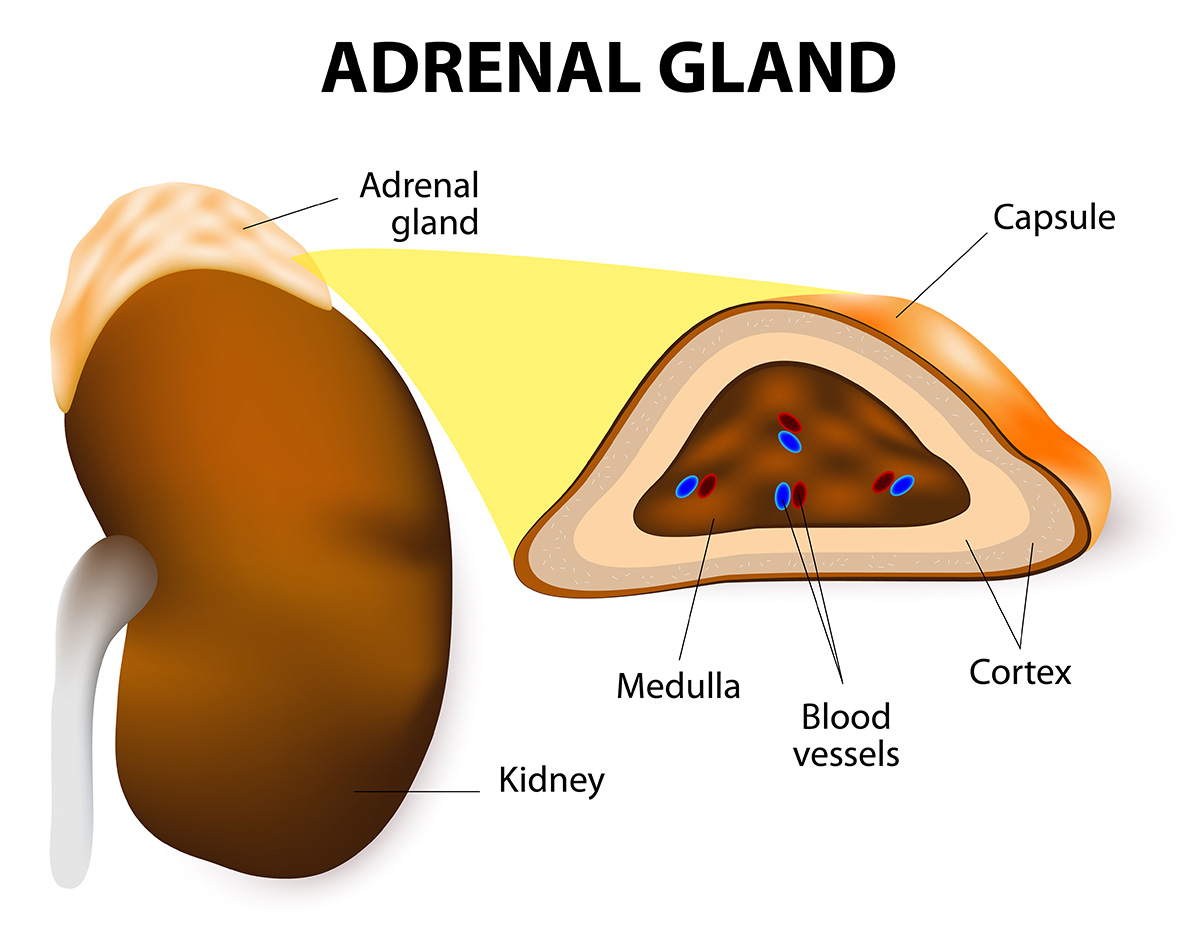 Adrenal Gland