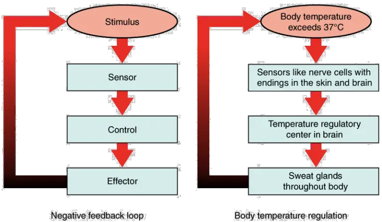 Homeostasis | Past Papers Inside