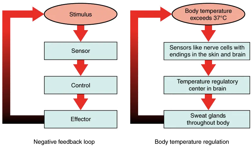 Maintaining Homeostasis