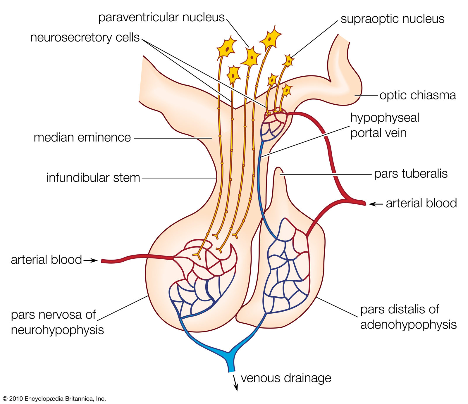 Pituitary Gland