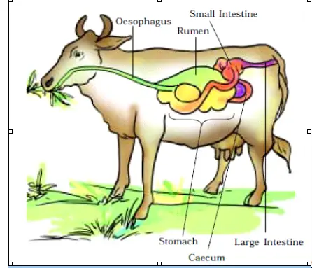 Nutrients (Animals and Plants