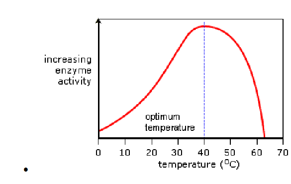 enzymes Temperature