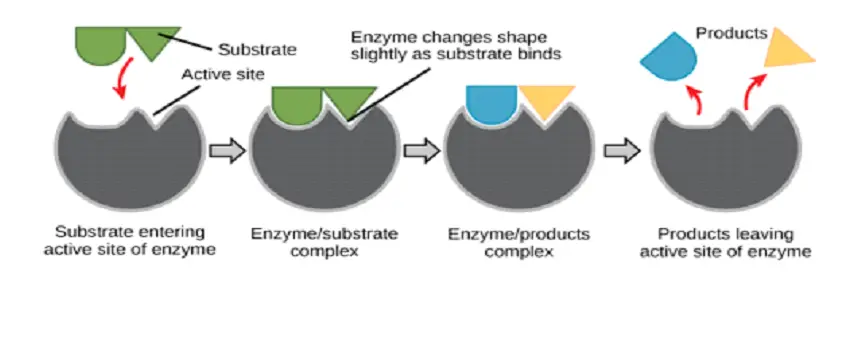 enzymes