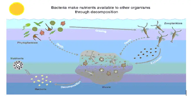 Microorganisms And Their Application In Biotechnology