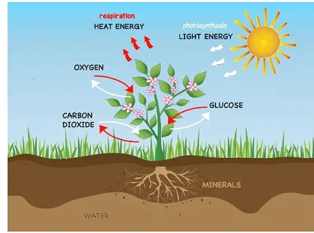 Nutrients (Animals and Plants