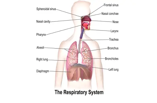 respiratory system