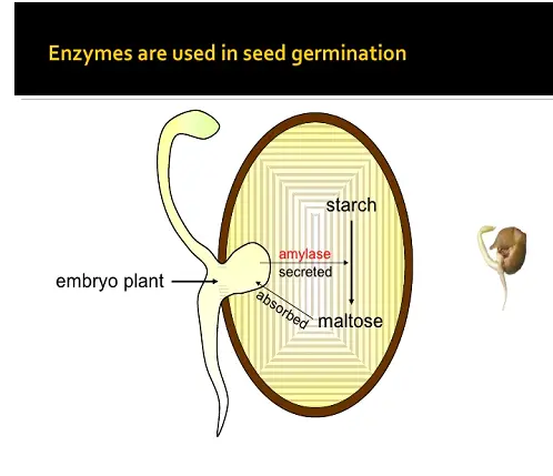 seeds Genration