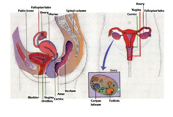 Reproduction