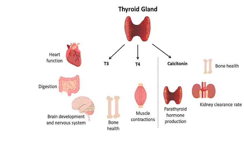 thyroid