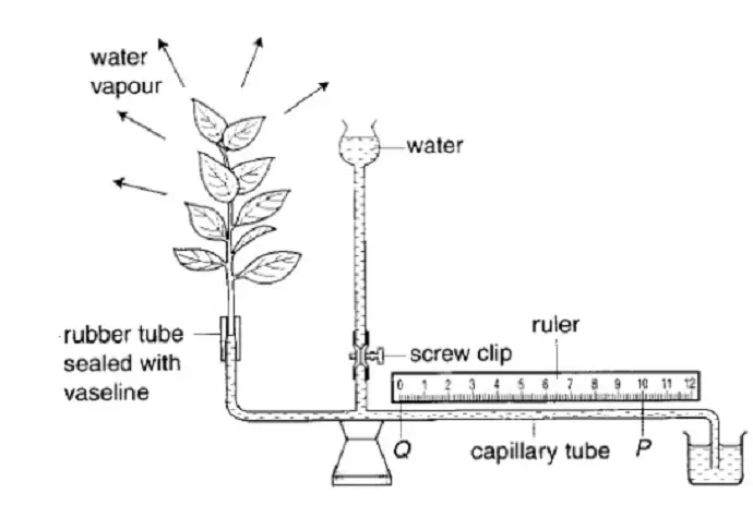 Transport In Humans & Plants