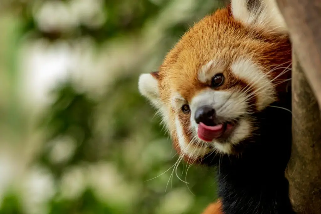 San Diego Zoo Teacher Discount