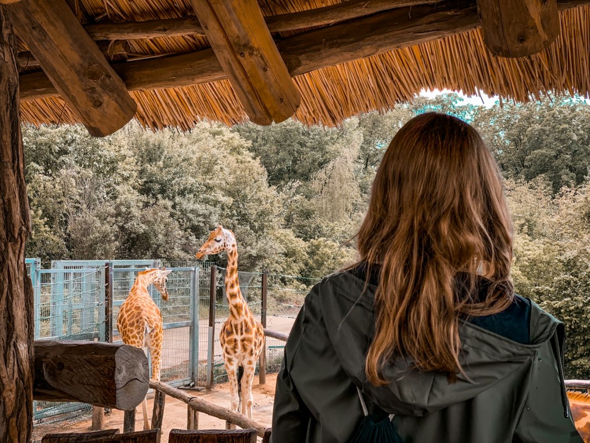 San Diego Zoo Teacher Discount