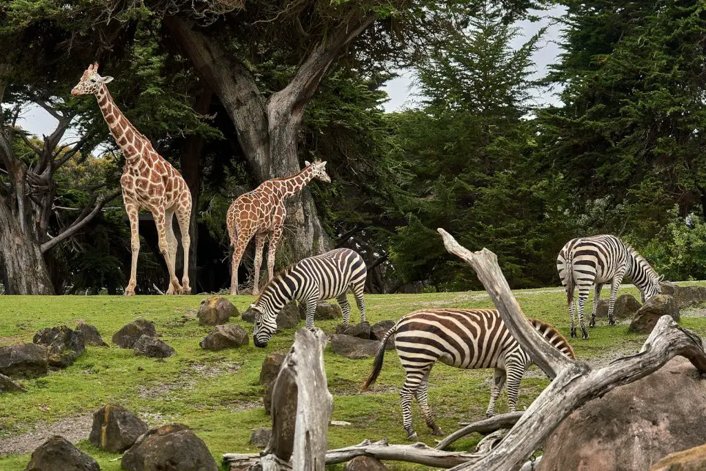 San Diego Zoo Teacher Discount